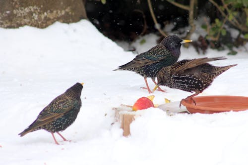 Free Three Birds on the Ground Surrounded by Snow Stock Photo