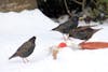 Free 被雪包圍的地面上的三隻鳥 Stock Photo