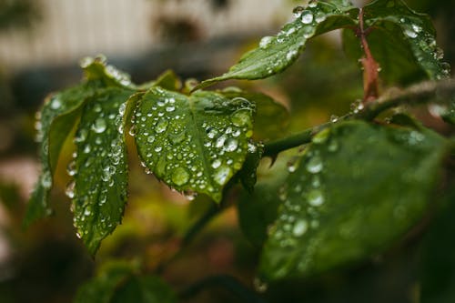 下雨, 光束, 水 的 免費圖庫相片