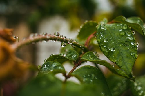 下雨, 光束, 水 的 免費圖庫相片