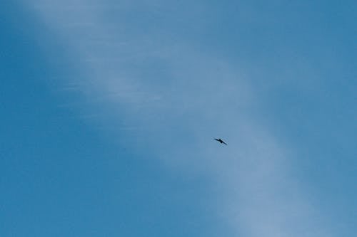 Fotobanka s bezplatnými fotkami na tému divočina, krídla, let