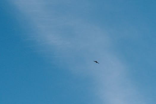 A solitary bird soars gracefully in the clear blue sky, symbolizing freedom.