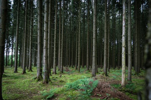 бесплатная Бесплатное стоковое фото с ветви, высокие деревья, заводы Стоковое фото
