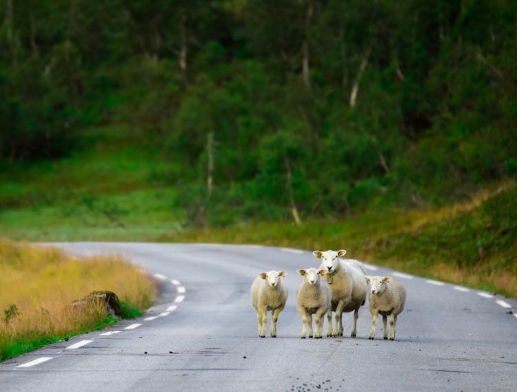 A Herd Of Sheep On Road