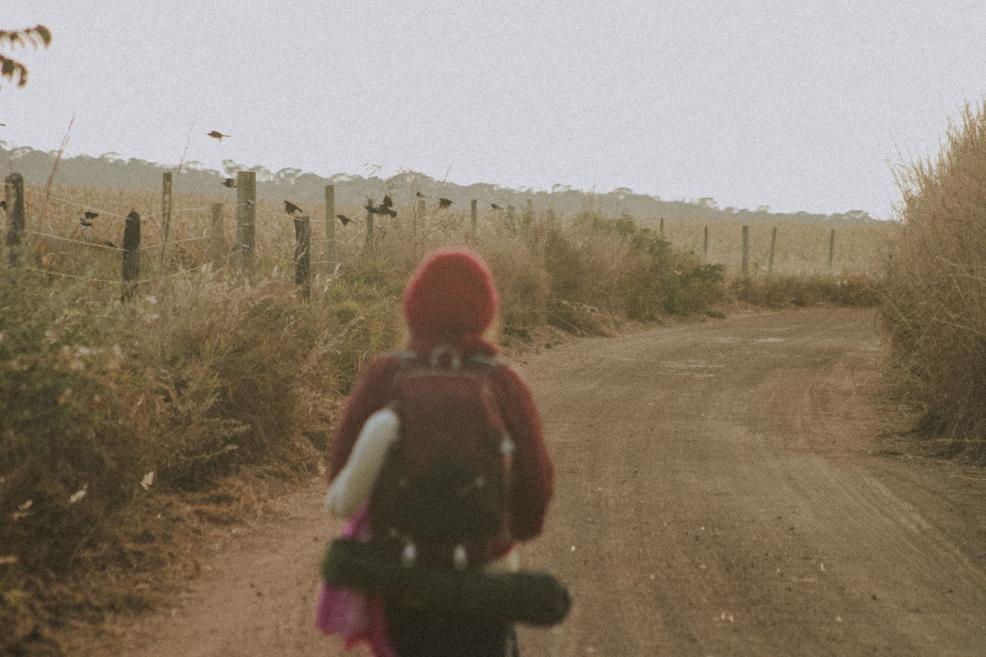 Traveler with backpack walks along a rural dirt road in Cristalina, Brazil, amidst birds and fields.