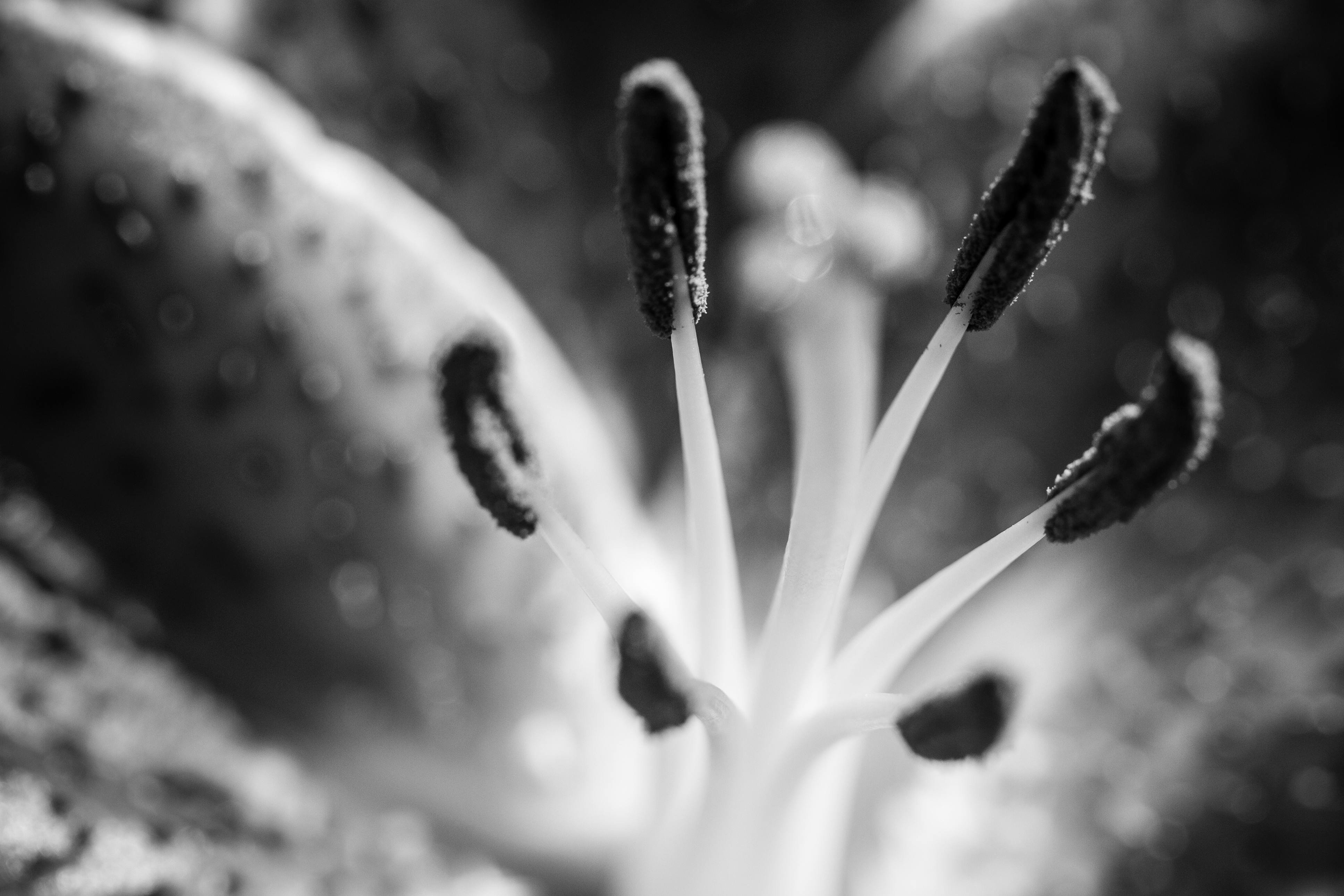 Free stock photo of black and white, flower, macro
