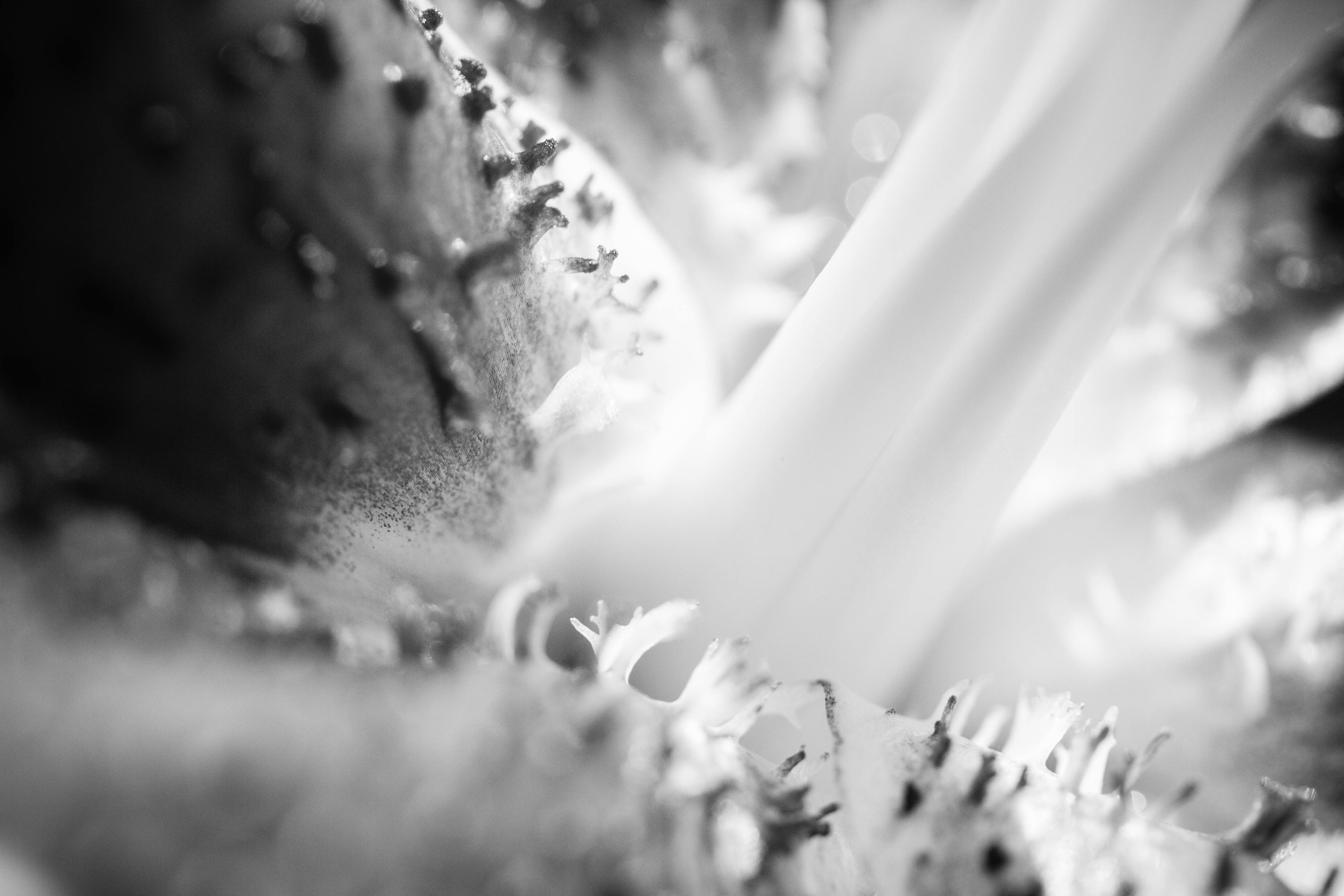 Free stock photo of black and white, flower, macro