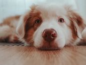 Free stock photo of android wallpaper, animal, aussi