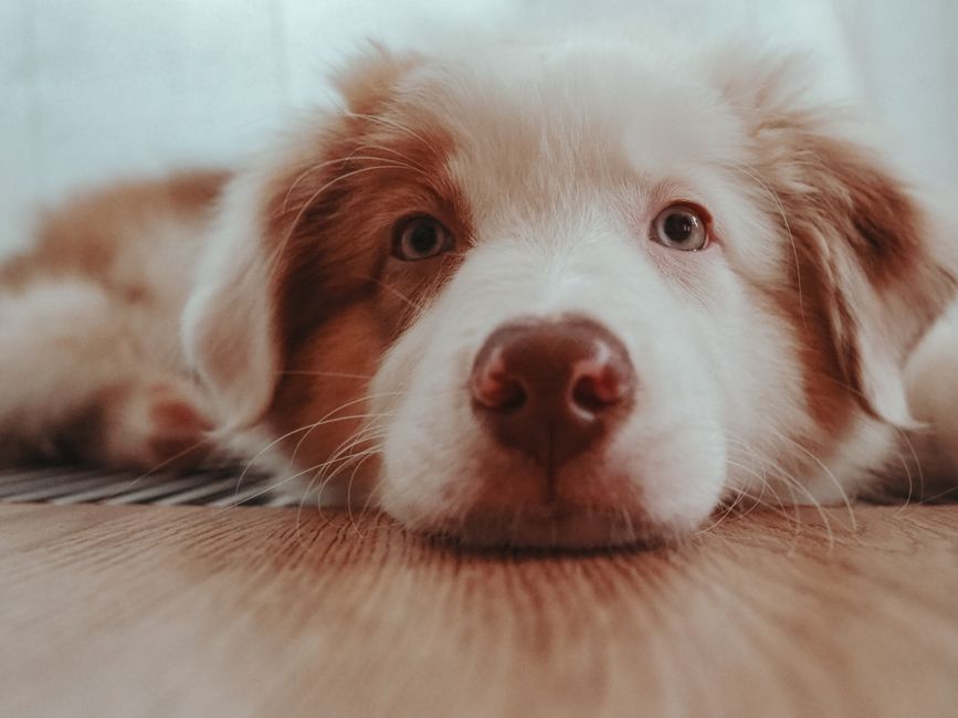 sinais de alerta em pets que veterinários explicam no Instagram
