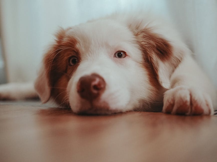 Close-Up Shot of a Cute Dog 