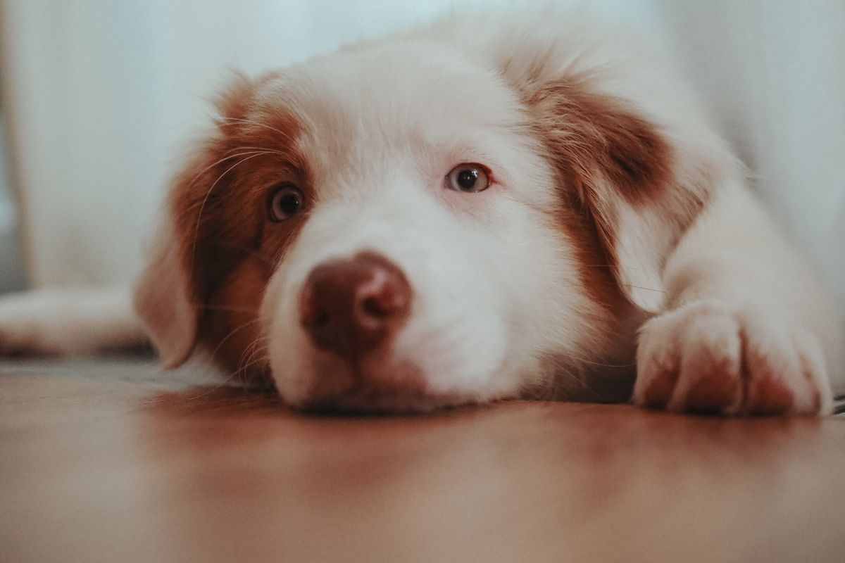 Constipation chez le chien : causes et solutions - Comment diagnostiquer la constipation chez le chien ?