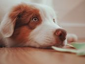 White and Brown Long Coated Dog