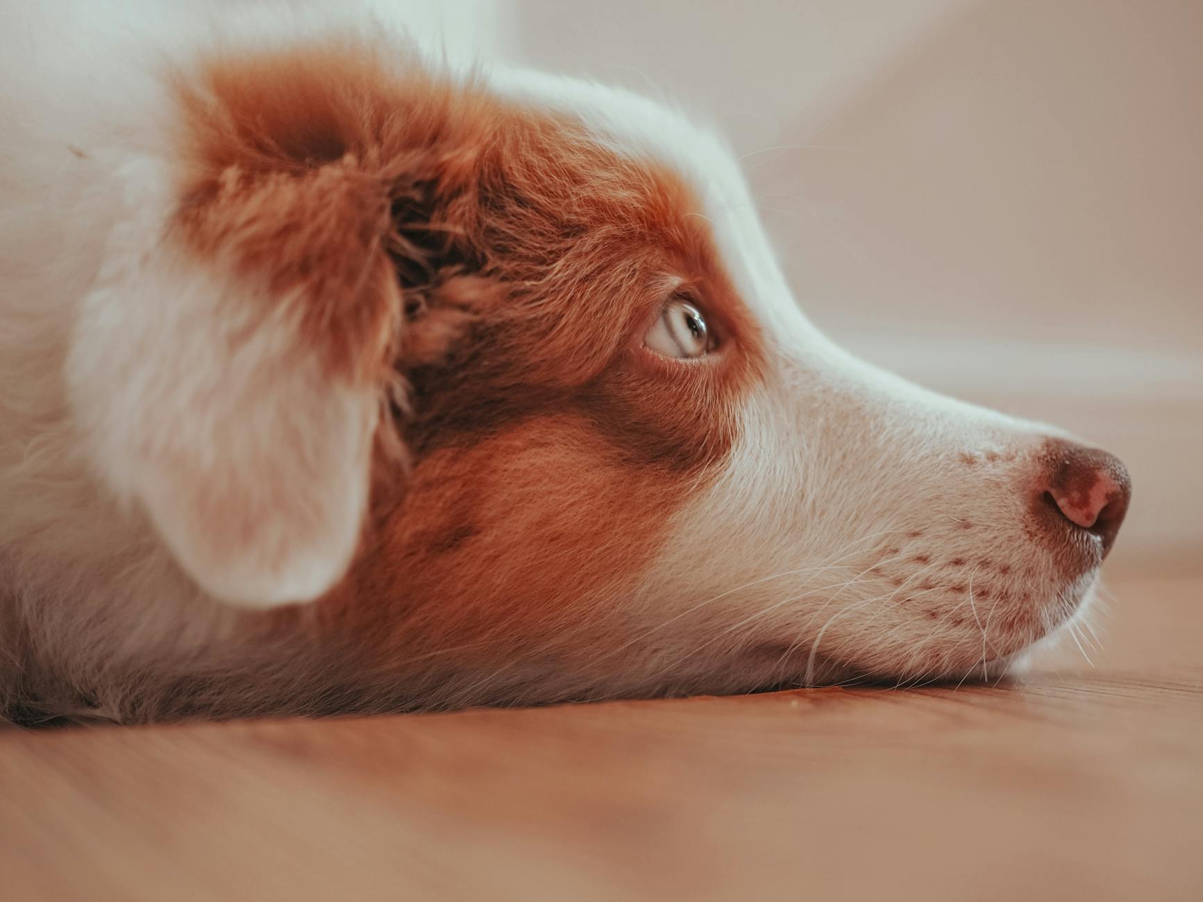 A serene close-up shot of a resting Australian Shepherd dog lying on the floor.
