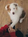 White and Brown Long Coated Dog