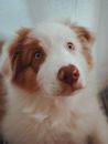 White and Brown Long Coat Dog