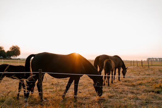 Peaceful scene of horses grazing at sunrise in Vriescheloo, Netherlands.