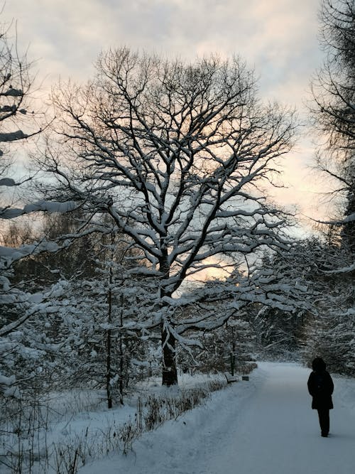 Foto profissional grátis de andando, árvores nuas, com frio