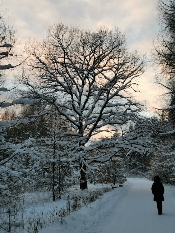 Fotos de stock gratuitas de árboles desnudos, caminando, cubierto de nieve
