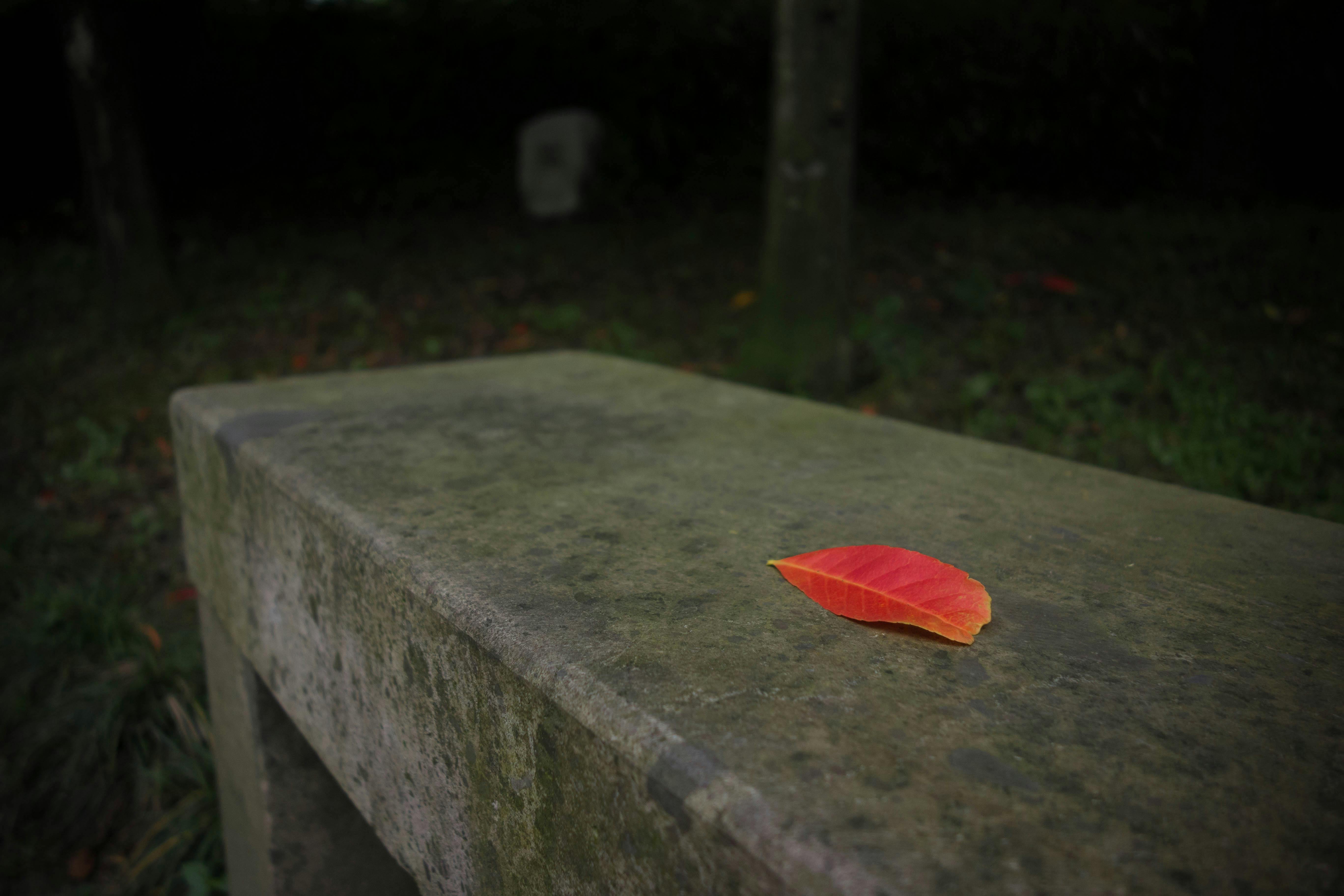 Free stock photo of autumn leaf, minimalism