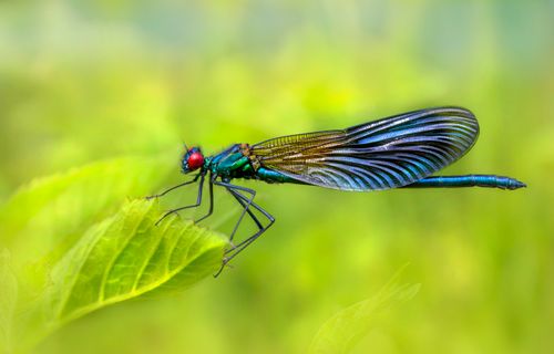 Free Vibrant damselfly perched on a leaf with detailed wings, showcasing nature's beauty. Stock Photo