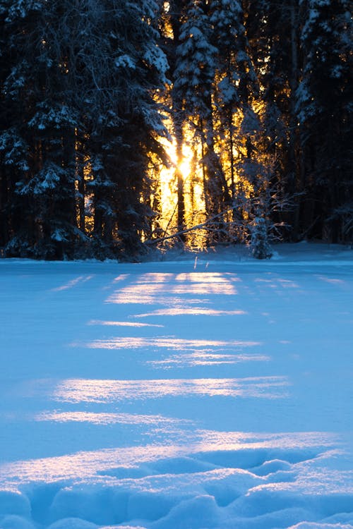 Snow Covered Pine Trees