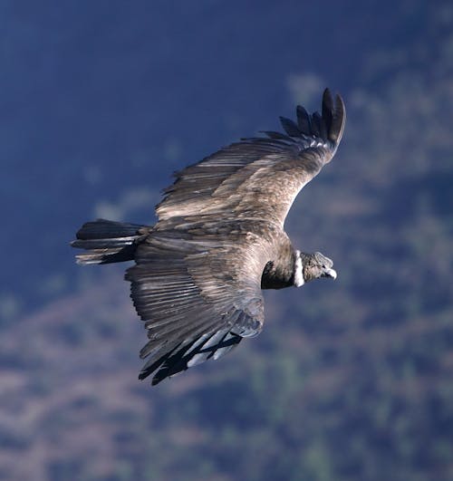 Бесплатное стоковое фото с дикая природа, крылья, летающий