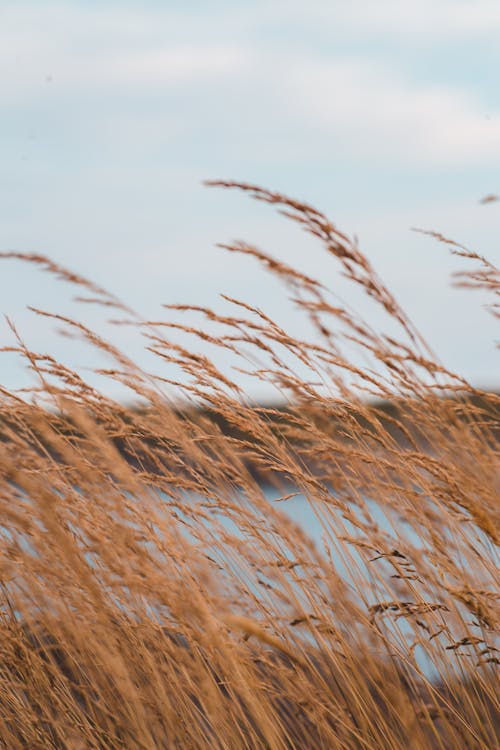 Бесплатное стоковое фото с вертикальный выстрел, коричневая трава, крупный план