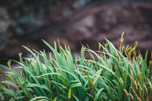 Close-Up of Green Grass