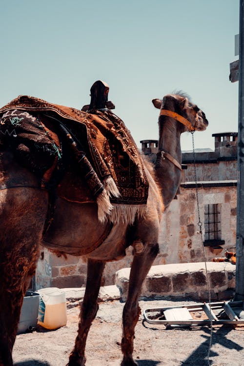 Foto profissional grátis de animal, camelo, fechar-se