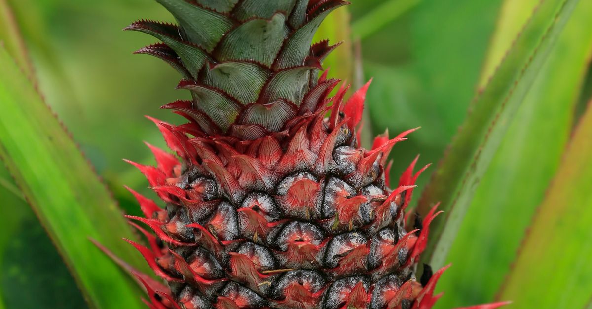 Foto de stock gratuita sobre de cerca, fresco, fruta, piña, planta ...