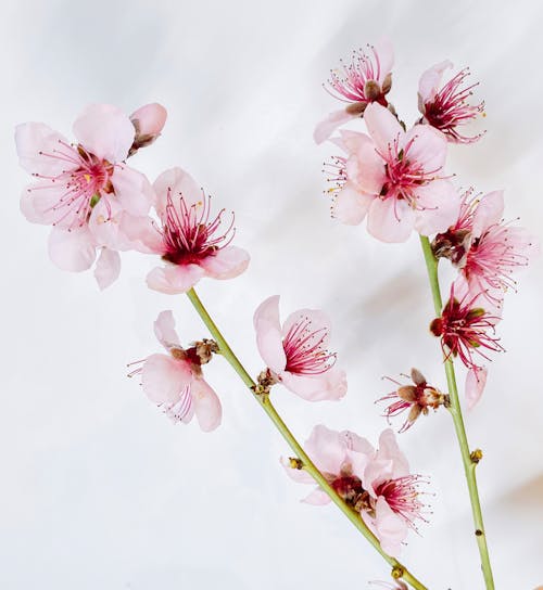 Free Close-Up Shot of Cherry Blossoms  Stock Photo