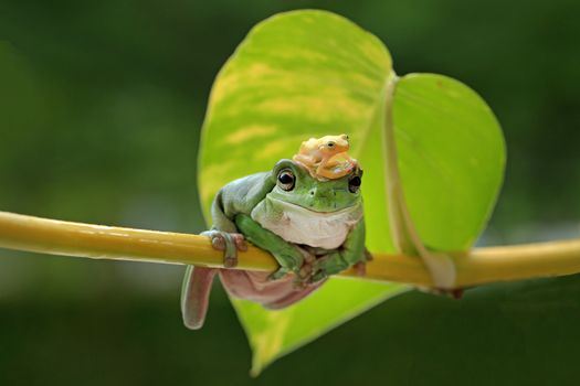 Cute frog and froglet on a leaf with a blurred background, highlighting nature's beauty.