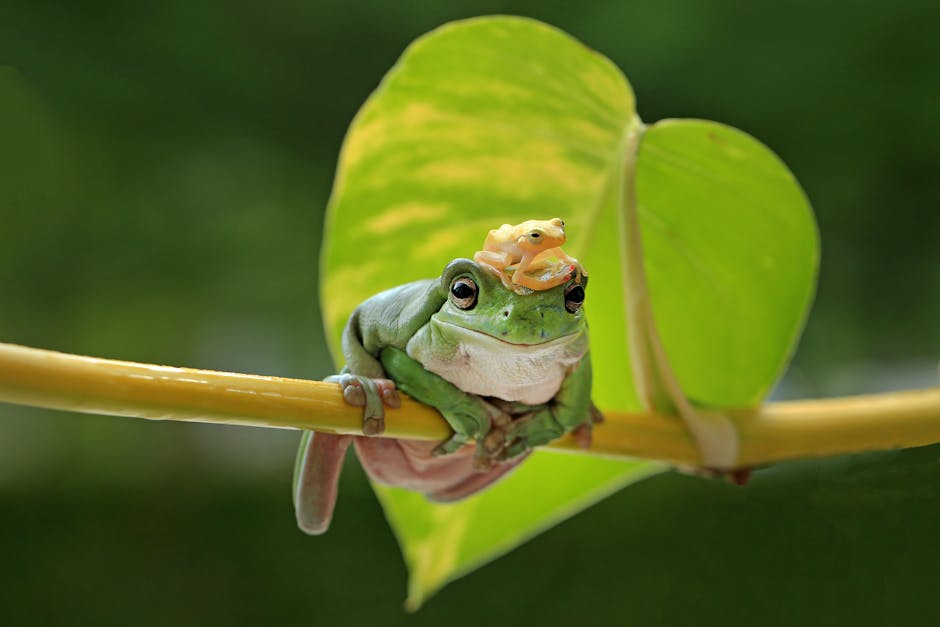 Cute frog and froglet on a leaf with a blurred background, highlighting nature's beauty.
