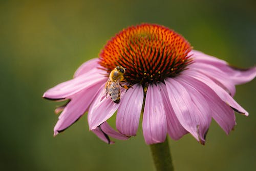 Безкоштовне стокове фото на тему «Бджола, впритул, квітка»