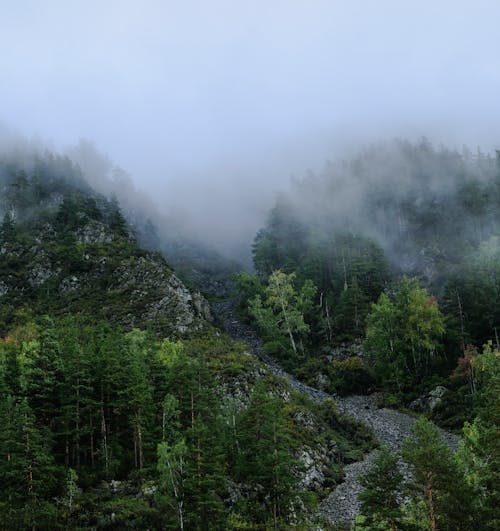 Green Trees on Mountain During Foggy Day
