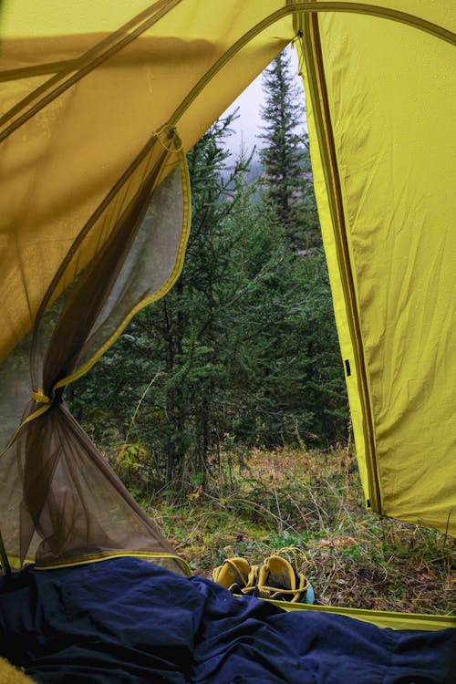 Ücretsiz barınak, çadır, çam ağaçları içeren Ücretsiz stok fotoğraf Stok Fotoğraflar