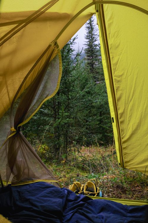 Free View from inside a tent showcasing a peaceful forest scene in Mongolia. Stock Photo