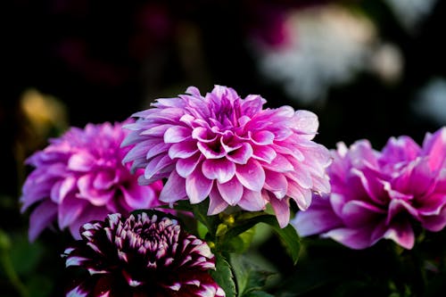 Imagine de stoc gratuită din buchet de flori, creștere, culori