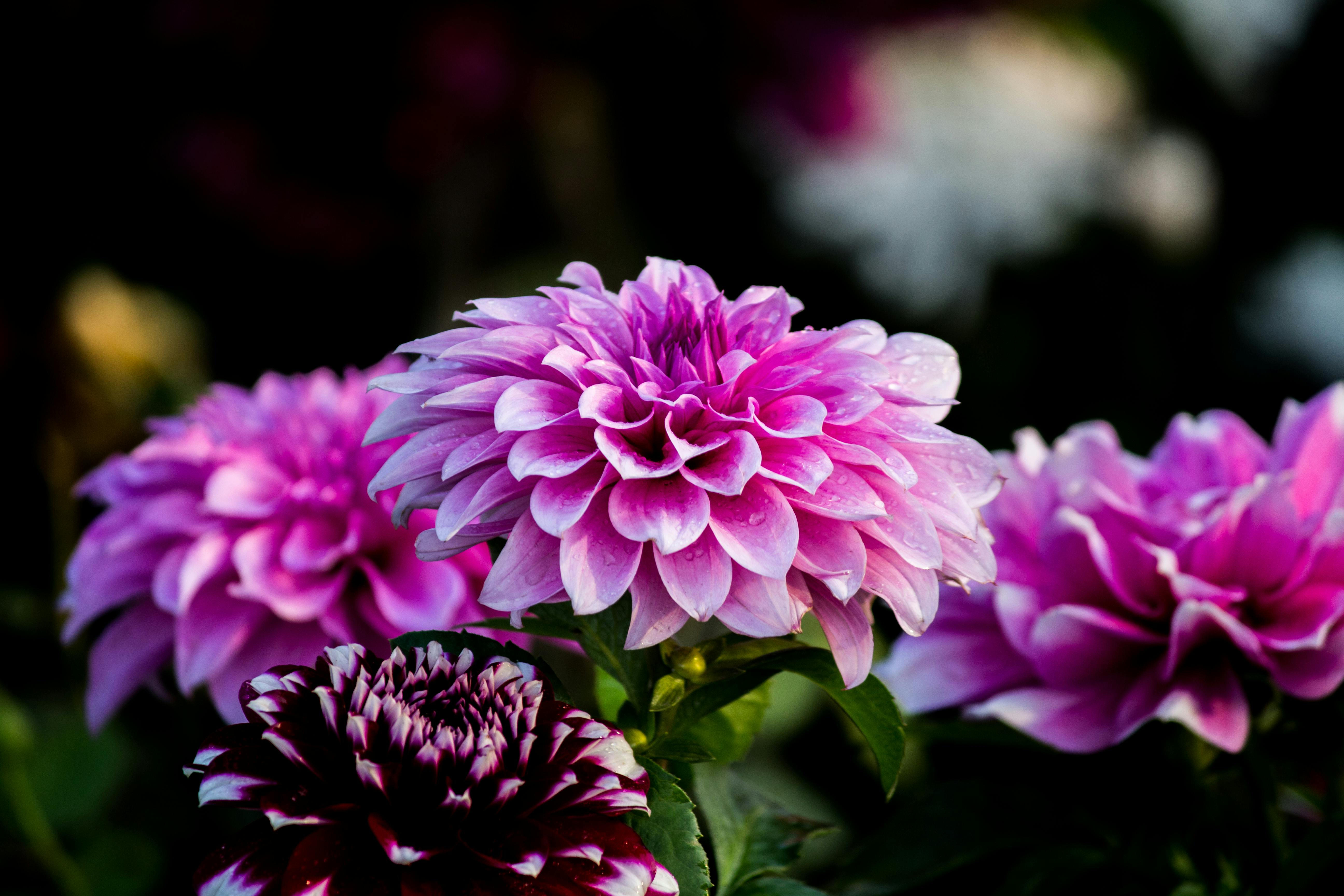 Purple Flower Wallpaper Free Stock Photo