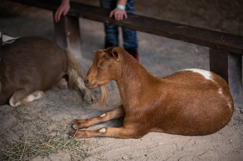Gratis Immagine gratuita di animale della fattoria, avvicinamento, capra marrone Foto a disposizione