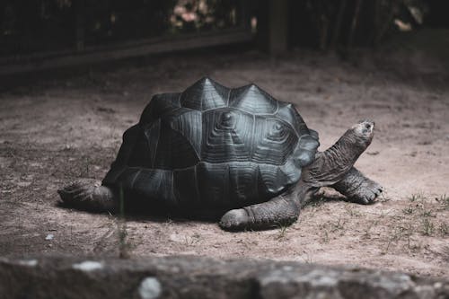 動物, 動物攝影, 海龜 的 免费素材图片