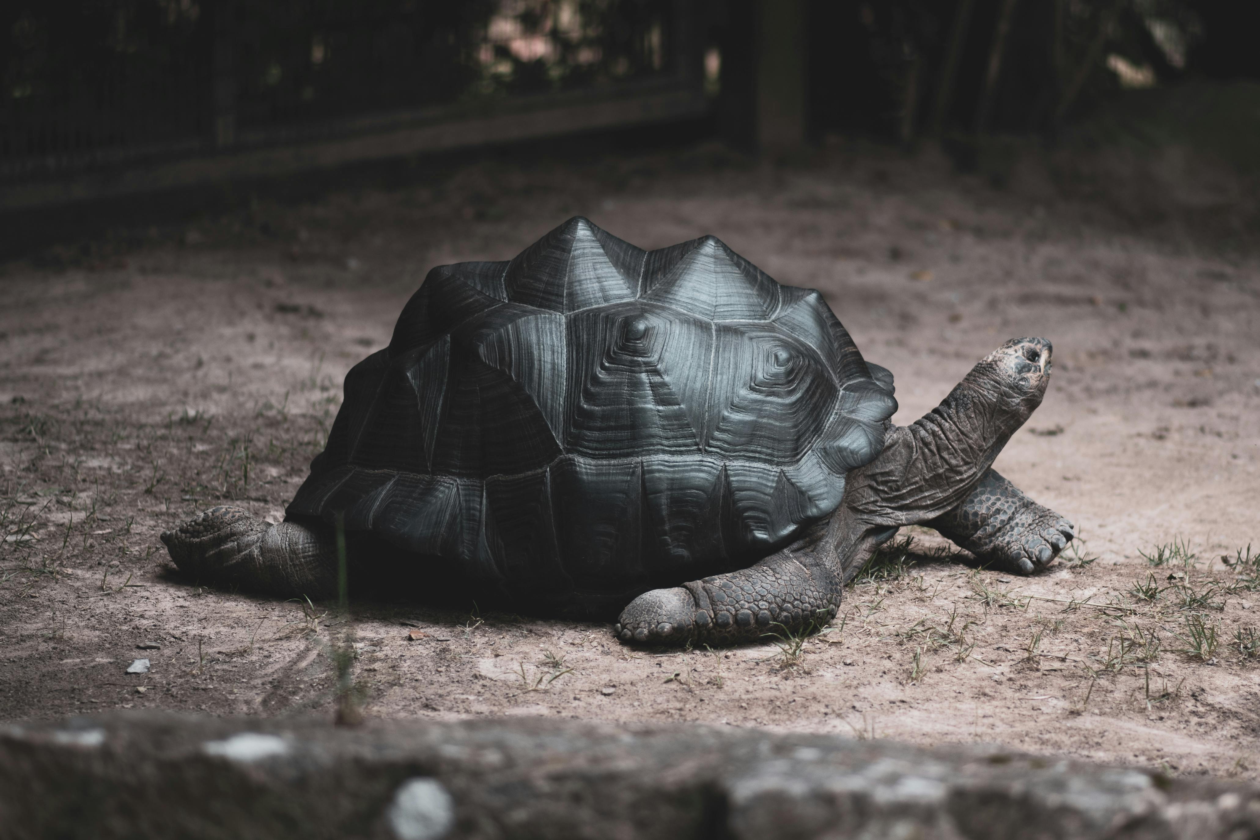 Person Holding a Turtle · Free Stock Photo