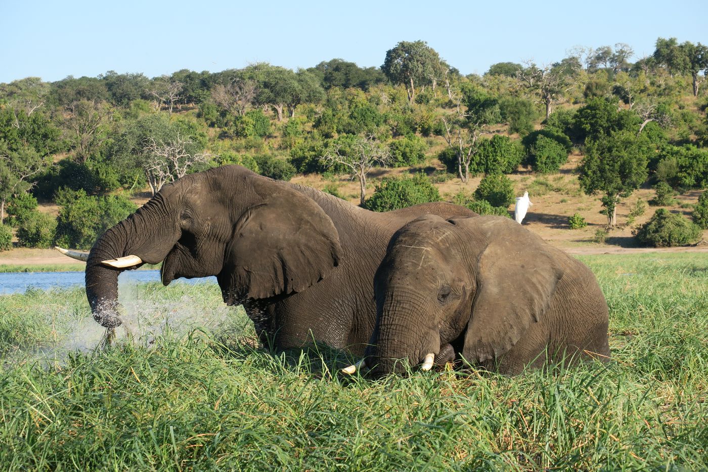 Two African elephants grazing beside a river in the Botswana savanna