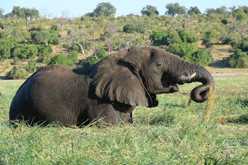 Free An Elephant on a Grass Field Stock Photo