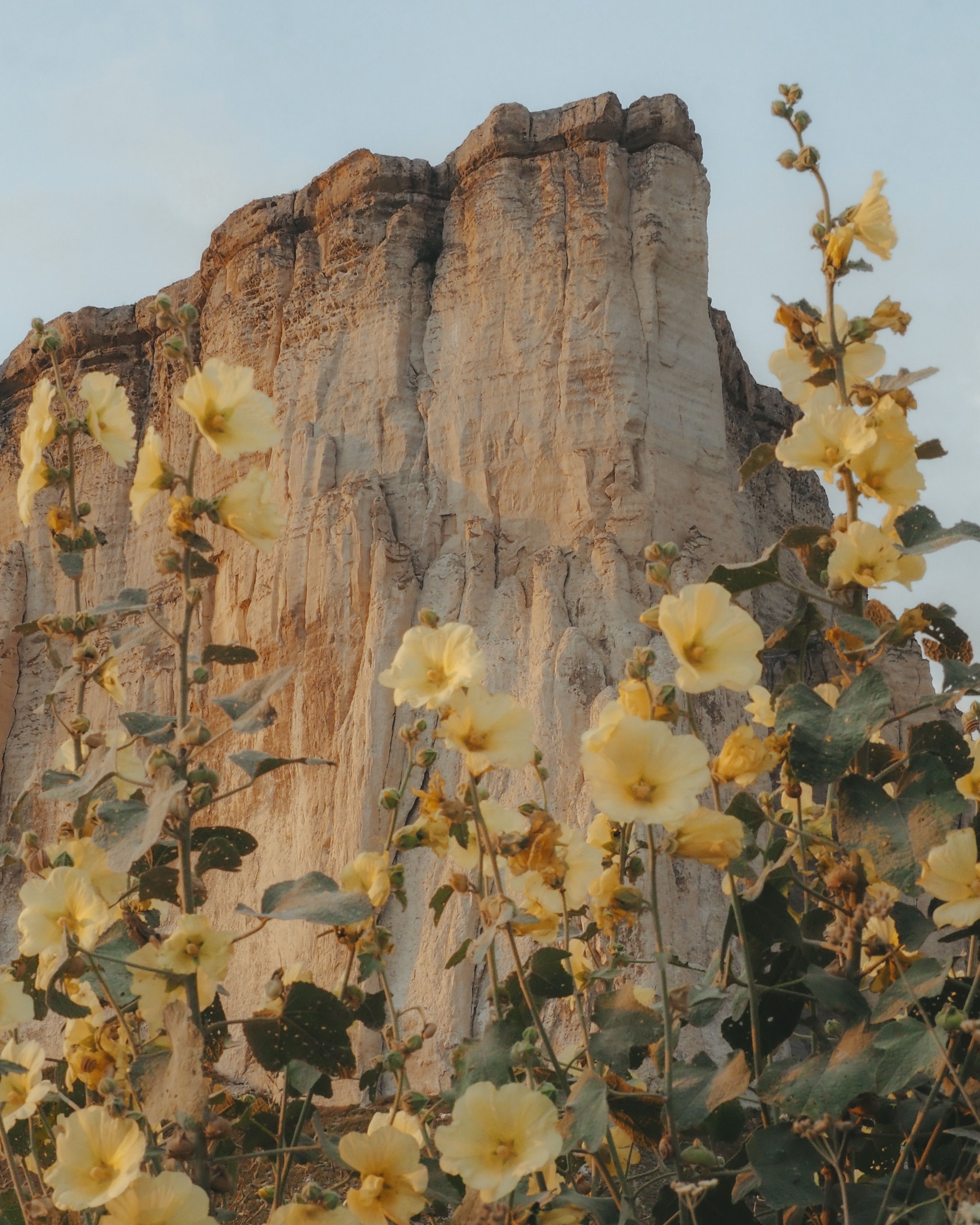 Two Yellow Flowers Surrounded by Rocks · Free Stock Photo