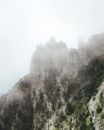 Green Trees on Mountain during Foggy Day