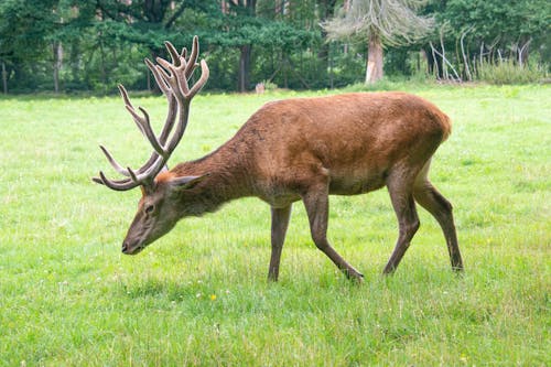 Imagine de stoc gratuită din animal, câmp de iarbă, căprioară