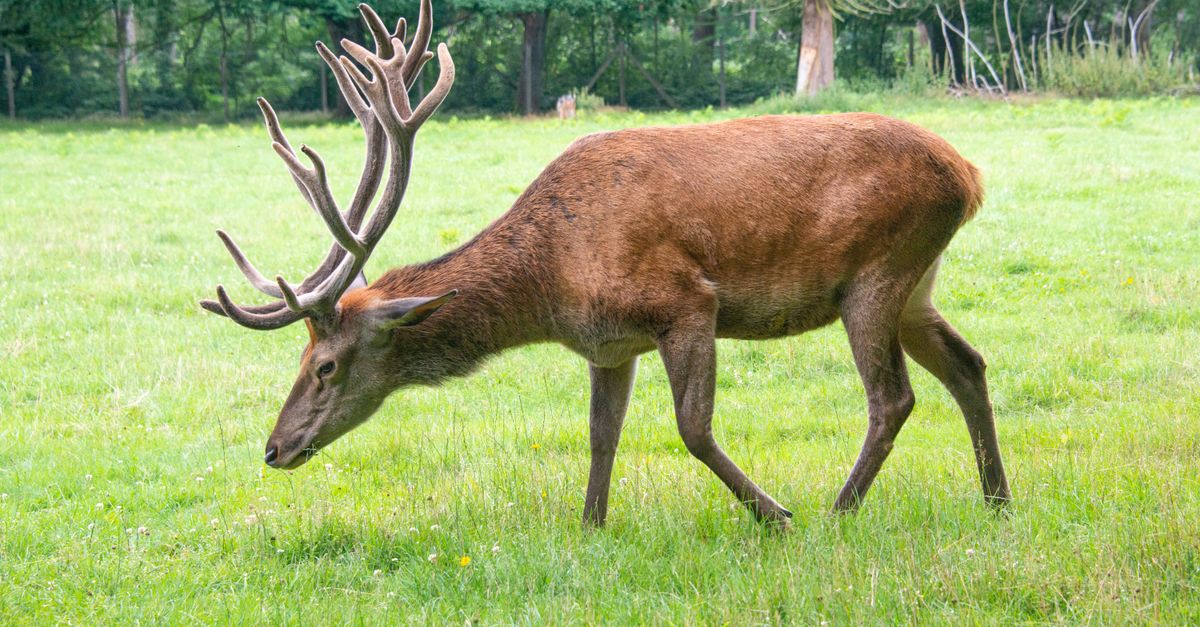 Tendances des Excursions Animalières en 2026 : Ce Qu'il Faut Savoir