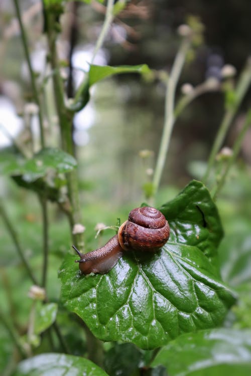 Brown Snail on Green Leaf