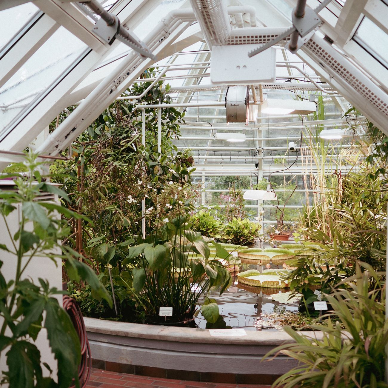 Glasshouse interior filled with ferns and flowering plants — photo by Leonid Danilov on Pexels